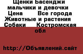 Щенки Басенджи ,мальчики и девочки › Цена ­ 1 - Все города Животные и растения » Собаки   . Костромская обл.